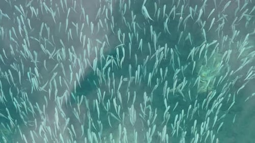 Incredibly Beautiful Azure Water and Many Small Fish the Reflection of the Must of Sailboat on the