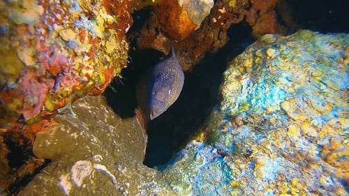 Moray Eel Hiding in Coral Reef