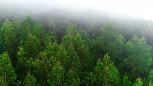 Misty Forest