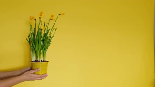 Yellow Flowers Daffodils in Female Hands on a Yellow Solid Background
