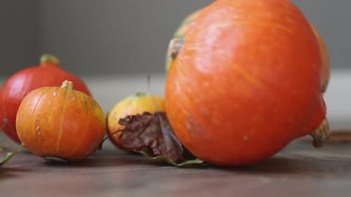 Autumn Harvest: Pumpkins and Gourds on Table