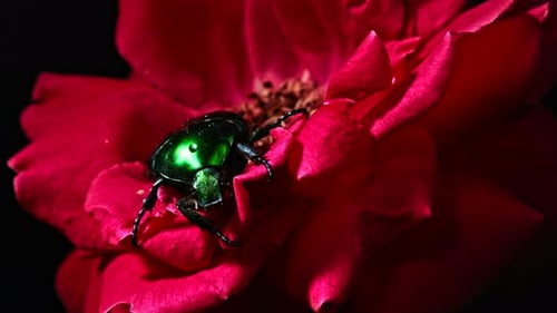 Nahaufnahme des Green Rose Chafer - Cetonia Aurata Käfer auf roter Rose. Amazing Bug ist unter Blütenblättern