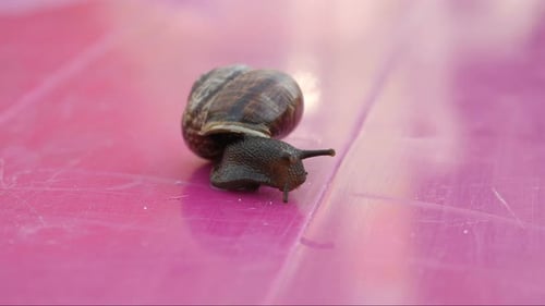 Schnecke auf dem Tisch, Schnecke krabbelt auf dem Tisch