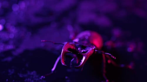 Horned Beetle Deer on Violet Wet Neon Surface with Rain Drops