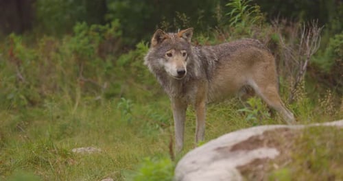 Closeup of a Large Male Grey Wolf Standing in the Forest