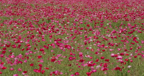 Pink poppy flower field garden
