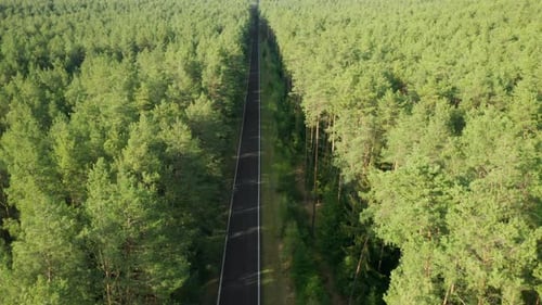Flight Over the Cyclists Moving on the Road in the Green Spruce Forest on Sunset