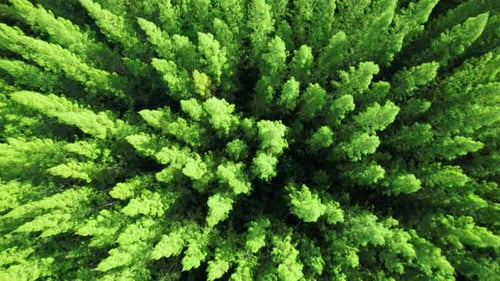 Vista aérea desde un Zumbido sobre un bosque de pinos. 4K