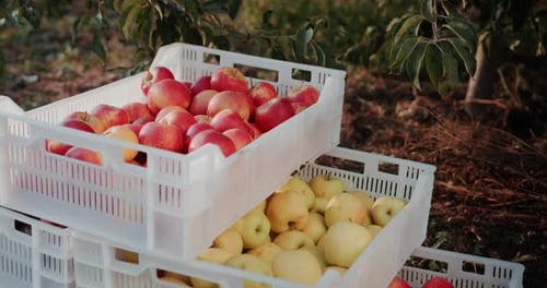 A Few Boxes of Freshly Picked Apples From the Farmer's Orchard