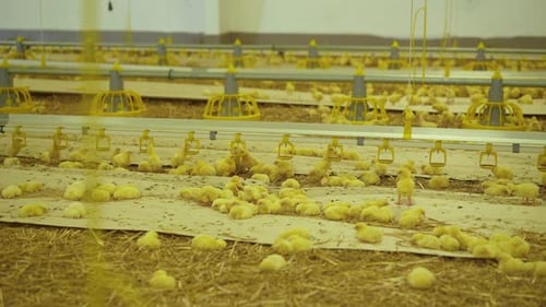 View of Cute Chicken Routine Life in Poultry Farm.