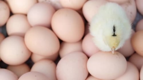 Chick Pecks at Egg Standing on Pile