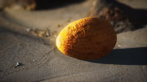 Melon du désert sur la plage de sable