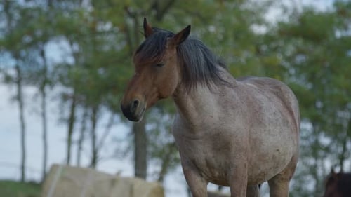 A brown horse