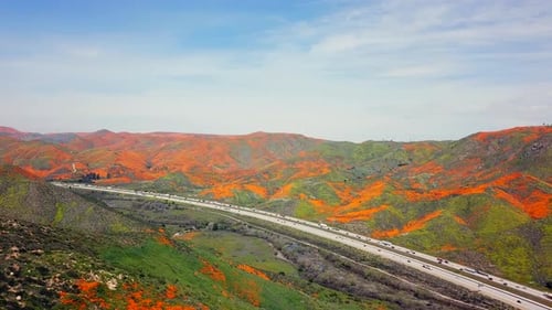 Panela aérea 1 da super flor de papoilas douradas pelo Lago Elsinore Califórnia e Walker Canyon por t
