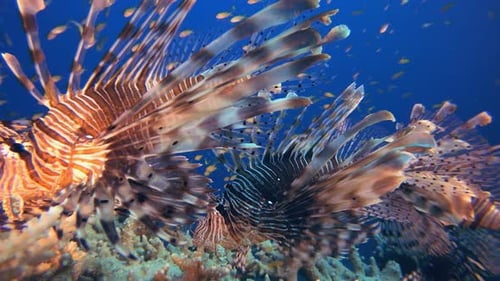Feuerfisch Tropisch Unterwasser