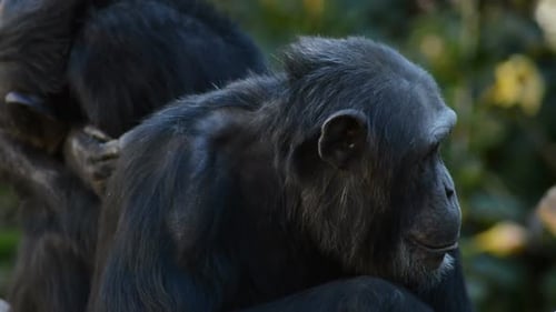 Common Chimpanzee Looking Around