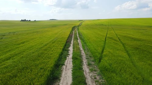 Long Rural Path Between Green Agricultural Fields