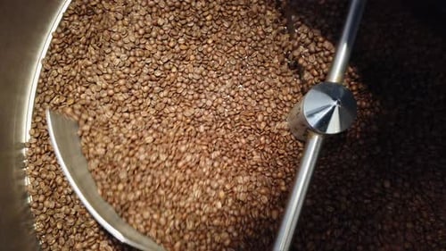 Coffee Beans Stirred in Roasting Machine