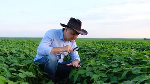 A Young Agronomist Studies the Plants in the Field and Looks at Them Through a Magnifying Glass