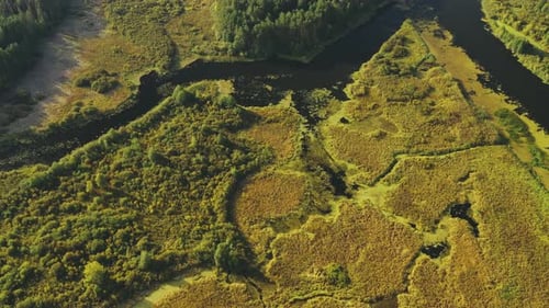 Aerial View Green Forest Woods And River Landscape In Sunny Summer Day. Top View Of Beautiful