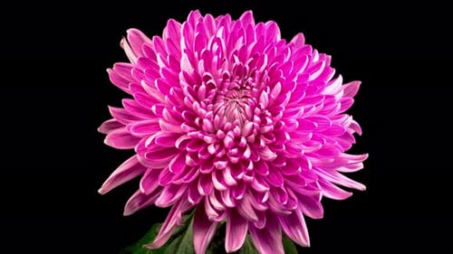 Blooming Pink Chrysanthemum Time Lapse on Black Background