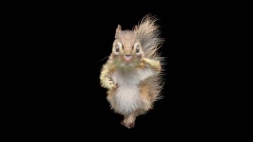 Chipmunk: Tanzen HD