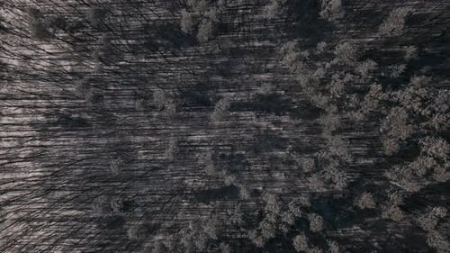 Top Down Aerial View of the Young Forest in Snow Covered Field at Sunny Winter Day