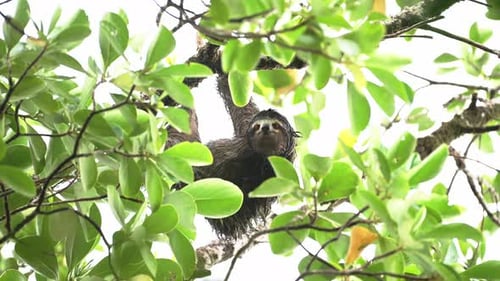 Costa Rica Faultier im Regenwald, auf einen Baum klettern, Braunkehlen-Faultier (bradypus variegatu)