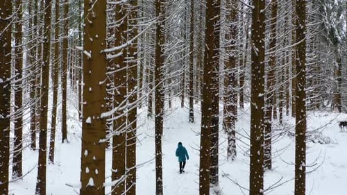 Man with blue jacket in the winter mountain forest among the huge pine trees