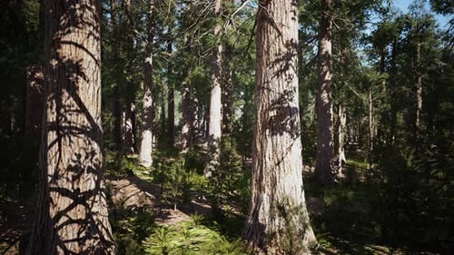 Giant Sequoias in the Sequoia National Park in California USA