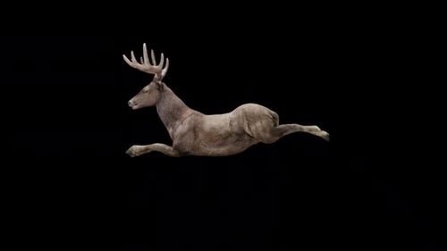 Brown Stag Jump Fly Blick von der Seite