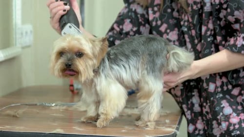 Dog Getting Groomed with Electric Razor on Table