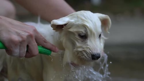 Small Dog Getting a Bath with a Hose