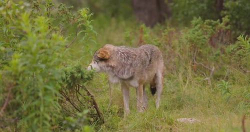 Curious Grey Wolf Looks and Smells After Rivals and Danger in the Forest
