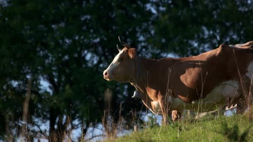 Cow on Grassy Meadow on a Sunny Day