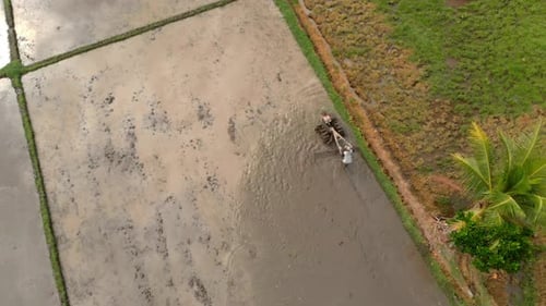Luftaufnahme von Landwirten, die das Feld pflügen und es für die Reisplantage vorbereiten