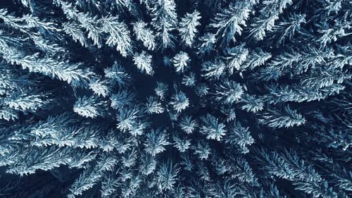 Winter Season Spruce and Pine Trees Covered with Snow. Aerial Top Down Flyover Shot of Winter Forest
