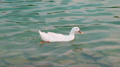 Weiße Ente in Zeitlupe schwimmt in einem Teich