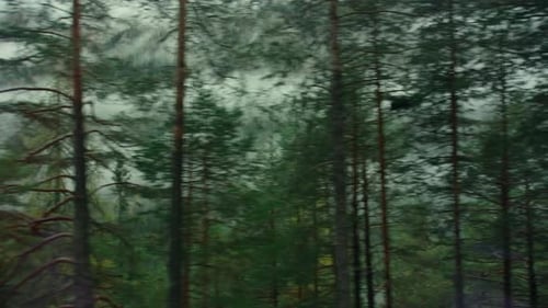 Nebliger nebliger Bergwald an regnerischem Wintertag