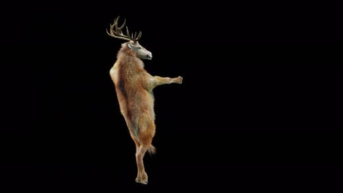 Funny Animated Deer Dancing on Hind Legs