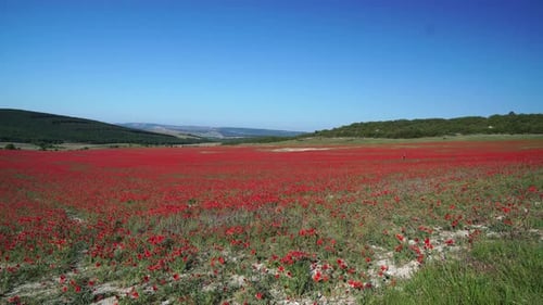 Field with Green Grass and Red Poppies Against the Sunset Sky
