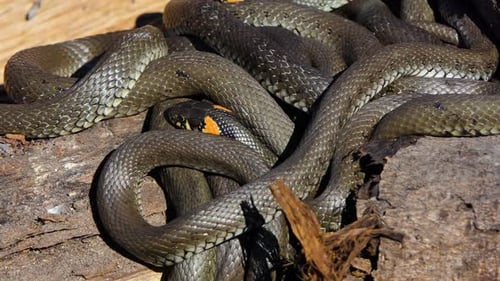 Snake