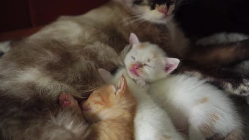 Cat Mother with Kittens Sleeping Together