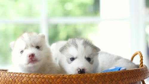 Two Cute Husky Puppies Relaxing in Basket