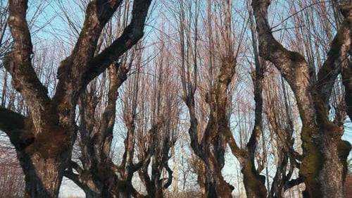 Old Linden Alley, Katvaru Manor Park, Latvia Looks So Ghostly Spoky Like Fairy Tales. Linden Tree A