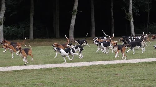 980123 Great Anglo-French White and Black Hound with Great Anglo-French Tricolour Hound, near Saint