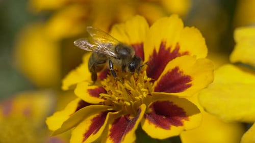 Wild busy bee during pollination process of blossom of flower,close up shot