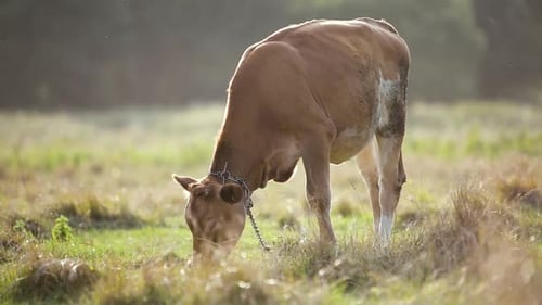 Domestic cow grazing on farm pasture with green grass.