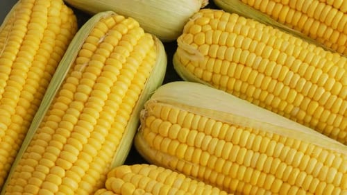 Fresh, Yellow Corn on the Cob Close Up