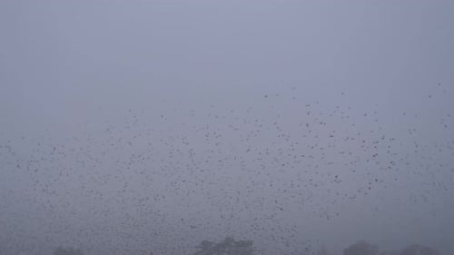 Flock Starling Winter Snow Fly